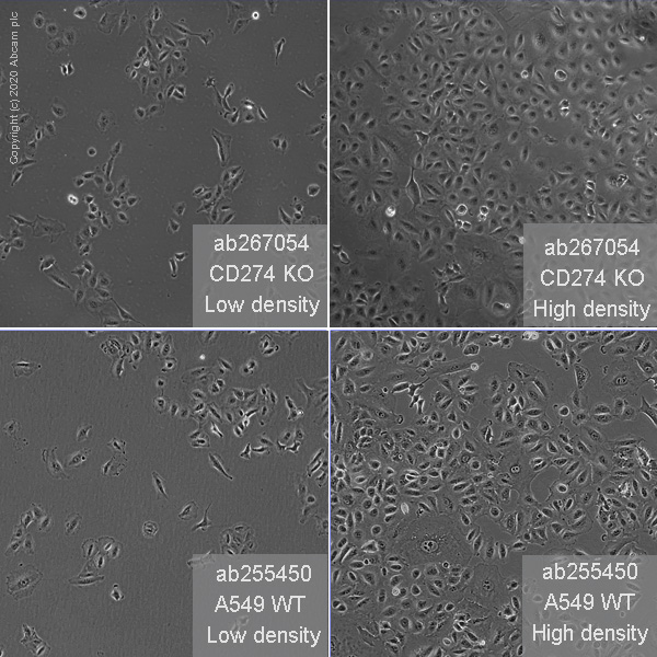 Cell Culture - Human CD274 (PD-L1) knockout A549 cell line (AB267054), expandable thumbnail