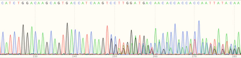 Sanger Sequencing - Human CD274 (PD-L1) knockout A549 cell line (AB267054)