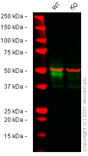 Western blot - Human CD274 (PD-L1) knockout A549 cell line (AB267054), expandable thumbnail