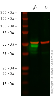 Western blot - Human CD274 (PD-L1) knockout A549 cell line (AB267054), expandable thumbnail
