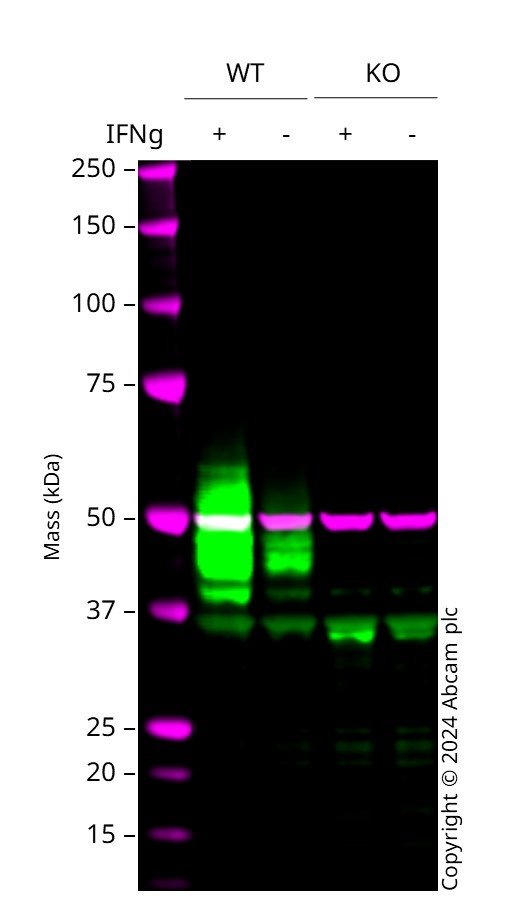 Western blot - Human CD274 (PD-L1) knockout A549 cell line (ab267054), expandable thumbnail
