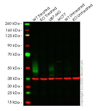 Western blot - Human CD274 (PD-L1) knockout A549 cell line (AB267054), expandable thumbnail