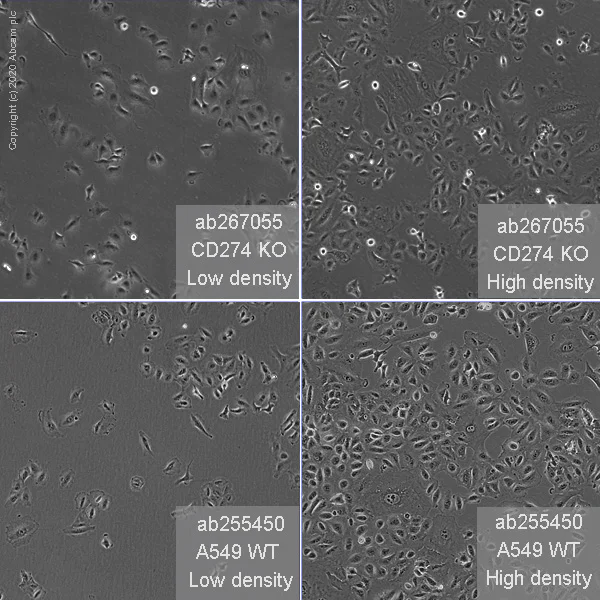 Cell Culture - Human CD274 (PD-L1) knockout A549 cell line (AB267055)