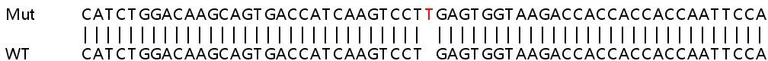 Sanger Sequencing - Human CD274 (PD-L1) knockout A549 cell line (AB267055)