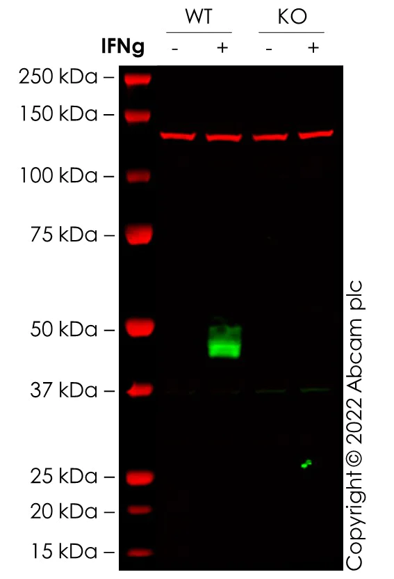Western blot - Human CD274 (PD-L1) knockout A549 cell line (AB267055)