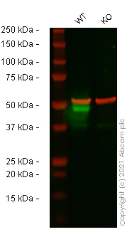 Western blot - Human CD274 (PD-L1) knockout A549 cell lysate (AB256831)