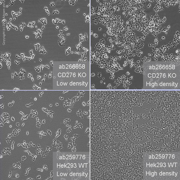 Cell Culture - Human CD276 knockout HEK-293T cell line (ab266658), expandable thumbnail