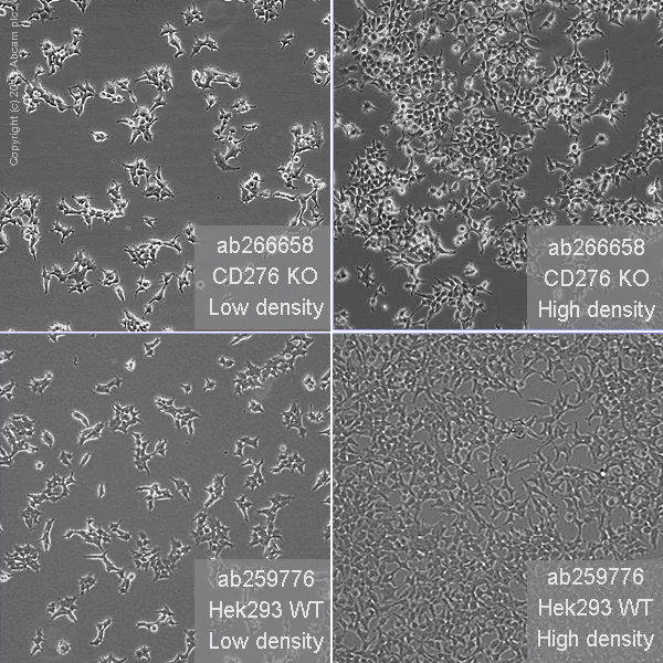 Cell Culture - Human CD276 knockout HEK-293T cell line (AB266658)