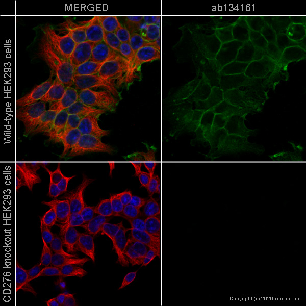 Immunocytochemistry/ Immunofluorescence - Human CD276 knockout HEK-293T cell line (ab266658), expandable thumbnail