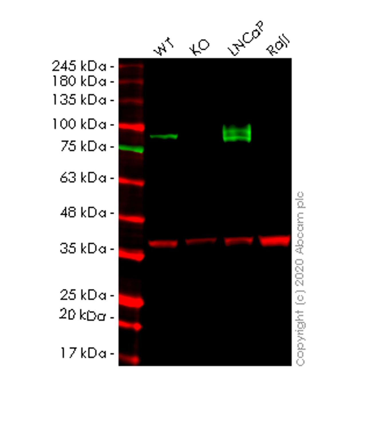 Western blot - Human CD276 knockout HEK-293T cell line (AB266658), expandable thumbnail