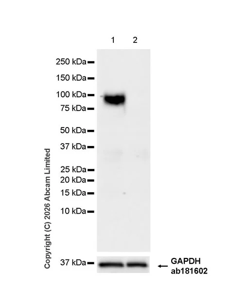 Western blot - Human CD276 knockout HEK-293T cell line (AB266658)