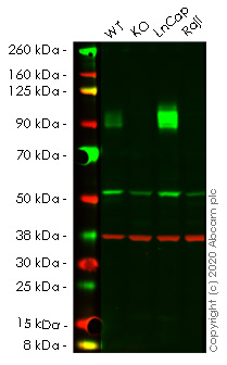 Western blot - Human CD276 knockout HeLa cell lysate (AB257098), expandable thumbnail