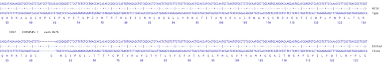 Next Generation Sequencing - Human CD27A knockout Raji cell line (AB274910)