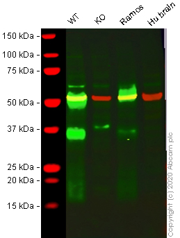 Western blot - Human CD27A knockout Raji cell line (AB274910), expandable thumbnail