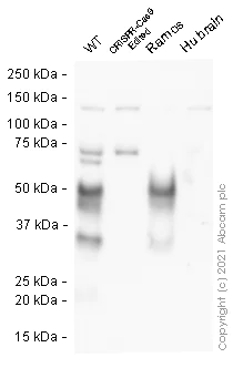 Western blot - Human CD27A knockout Raji cell line (AB274910)