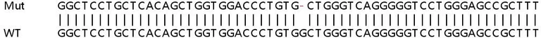 Sanger Sequencing - Human CD2BP2 knockout HCT116 cell lysate (AB258808)