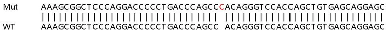 Sanger Sequencing - Human CD2BP2 knockout HEK-293T cell line (AB266641)