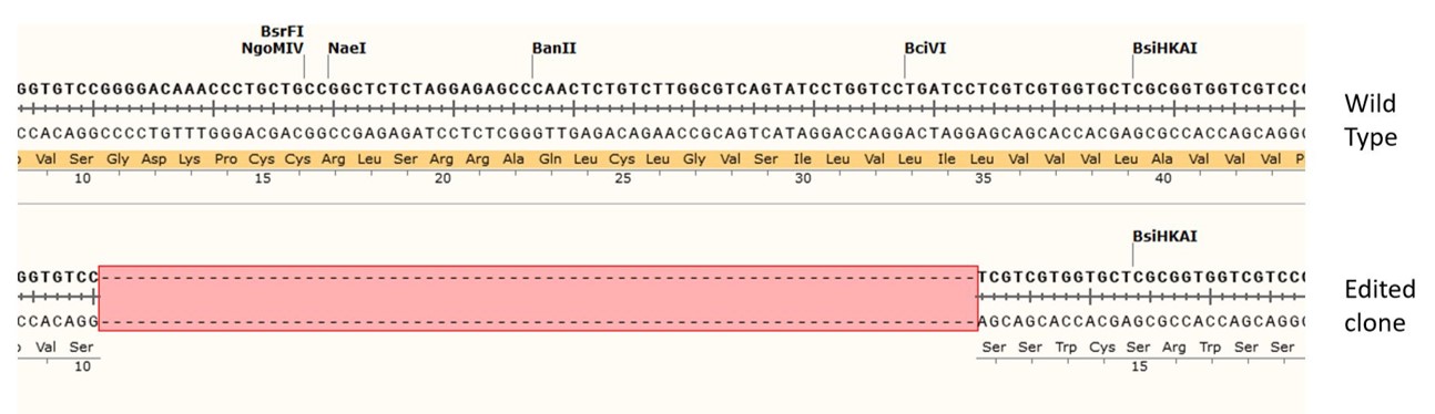 Next Generation Sequencing - Human CD38 knockout A549 cell line (AB289025), expandable thumbnail