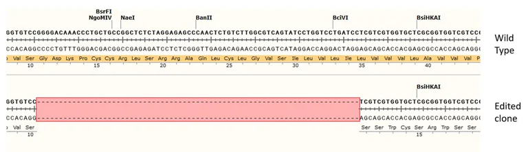 Next Generation Sequencing - Human CD38 knockout A549 cell line (AB289025)