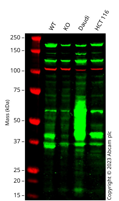 Western blot - Human CD38 knockout A549 cell line (AB289025), expandable thumbnail