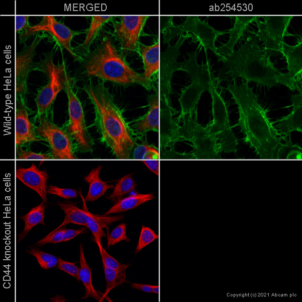 Immunocytochemistry/ Immunofluorescence - Human CD44 knockout HeLa cell line (ab262515), expandable thumbnail