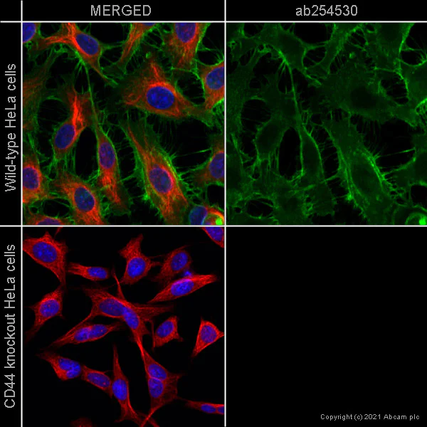 Immunocytochemistry/ Immunofluorescence - Human CD44 knockout HeLa cell line (AB262515)