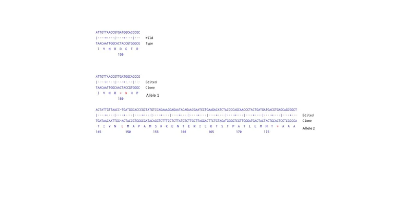 Next Generation Sequencing - Human CD44 knockout HeLa cell line (AB262515)