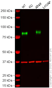 Western blot - Human CD44 knockout HeLa cell line (AB262515)
