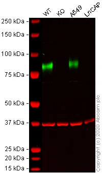 Western blot - Human CD44 knockout HeLa cell line (AB262515)