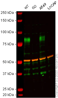 Western blot - Human CD44 knockout HeLa cell line (AB262515)