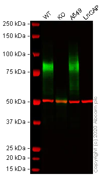 Western blot - Human CD44 knockout HeLa cell line (AB262515)