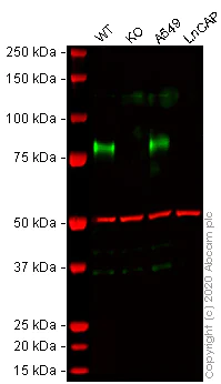 Western blot - Human CD44 knockout HeLa cell line (AB262515)