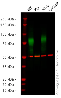Western blot - Human CD44 knockout HeLa cell line (AB262515)