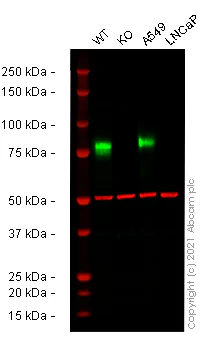 Western blot - Human CD44 knockout HeLa cell line (AB262515)