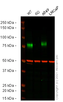 Western blot - Human CD44 knockout HeLa cell line (AB262515)