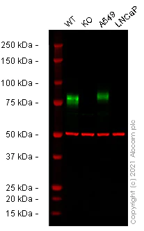 Western blot - Human CD44 knockout HeLa cell line (AB262515)