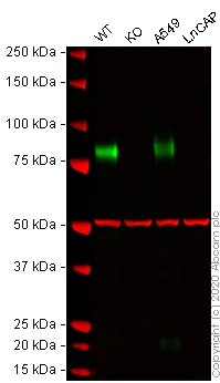 Western blot - Human CD44 knockout HeLa cell line (AB262515)