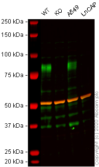 Western blot - Human CD44 knockout HeLa cell lysate (ab263938), expandable thumbnail
