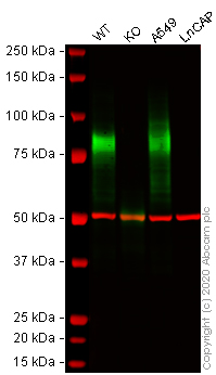Western blot - Human CD44 knockout HeLa cell lysate (ab263938), expandable thumbnail