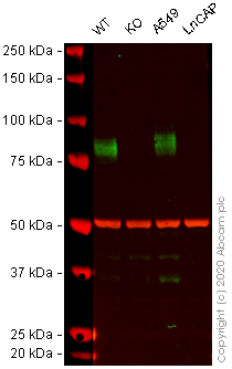 Western blot - Human CD44 knockout HeLa cell lysate (ab263938), expandable thumbnail