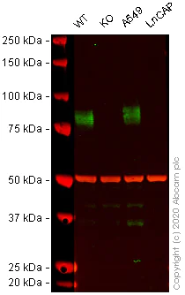 Western blot - Human CD44 knockout HeLa cell lysate (AB263938)