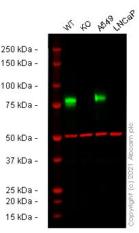 Western blot - Human CD44 knockout HeLa cell lysate (AB263938), expandable thumbnail