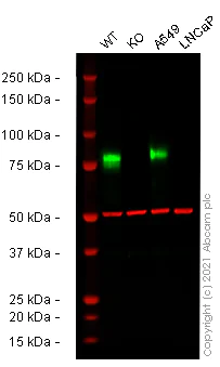 Western blot - Human CD44 knockout HeLa cell lysate (AB263938)