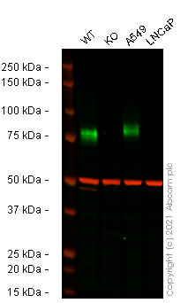 Western blot - Human CD44 knockout HeLa cell lysate (AB263938), expandable thumbnail
