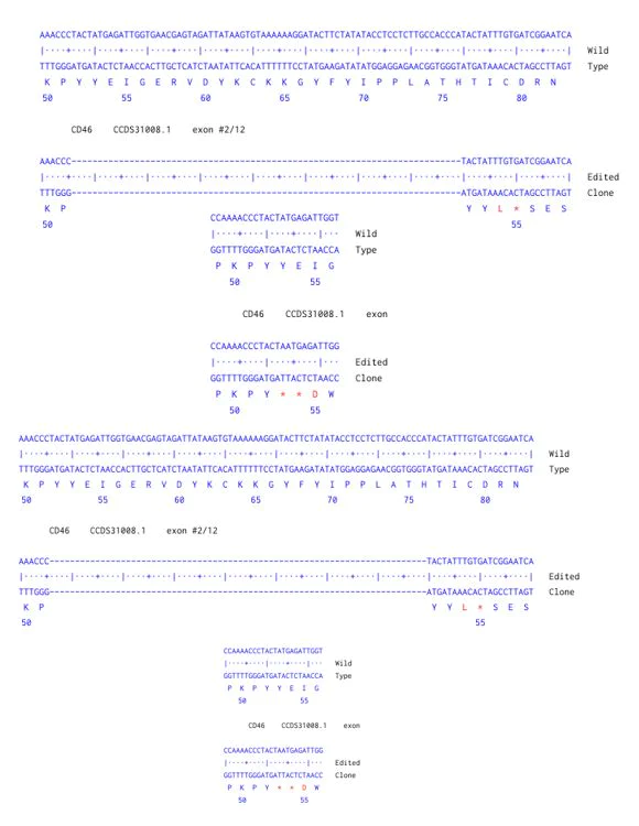 Next Generation Sequencing - Human CD46 knockout A549 cell line (AB300878)