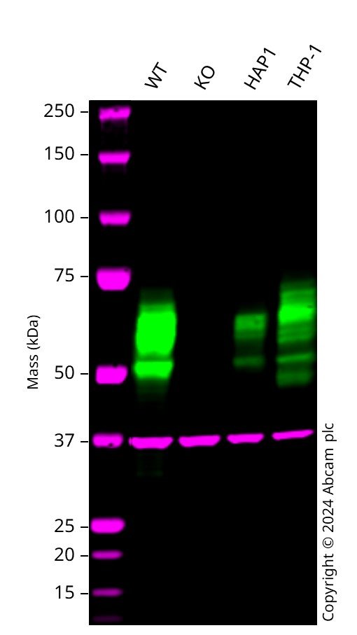 Western blot - Human CD46 knockout A549  cell line (AB300878), expandable thumbnail