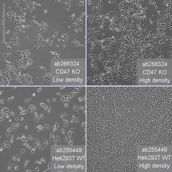 Cell Culture - Human CD47 knockout HEK-293T cell line (AB266324)