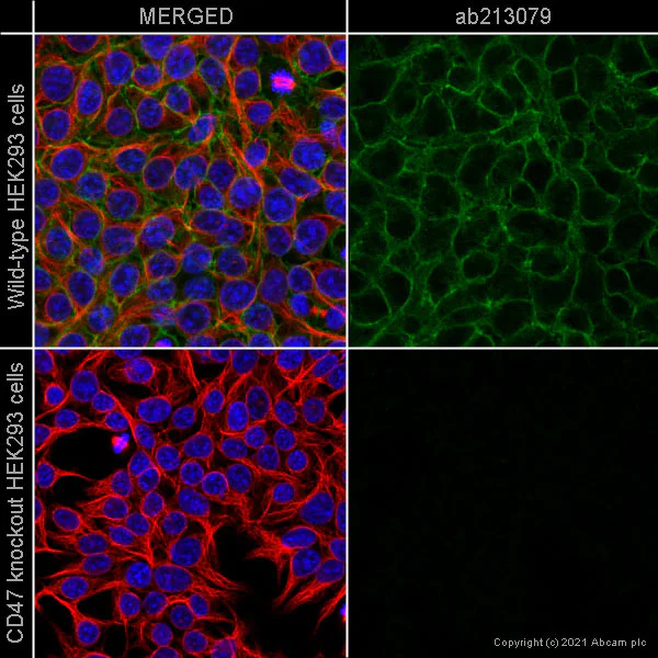 Immunocytochemistry - Human CD47 knockout HEK-293T cell line (AB266324)