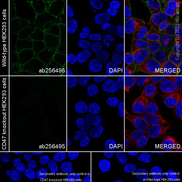 Immunocytochemistry/ Immunofluorescence - Human CD47 knockout HEK-293T cell line (AB266324)