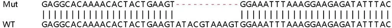 Sanger Sequencing - Human CD47 knockout HEK-293T cell line (AB266324)
